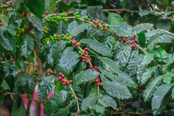 Planta de café Arabica en el norte de Tailandia — Foto de Stock