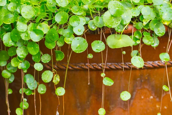 Agua pennywort verde naturaleza aqua planta —  Fotos de Stock