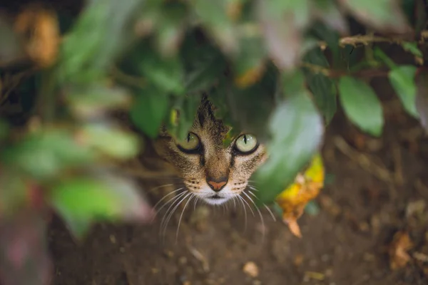 Esconder depredador vida silvestre, gato salvaje ocultar y mirar listo para el ataque — Foto de Stock
