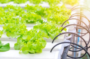 Organik temizlik gıda. Yeşil meşe marul suda bitki tarım sebze için sağlıklı