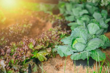 Tarım, sebze tarım çiftliğinde kuzeyinde Tayland lahana bitki