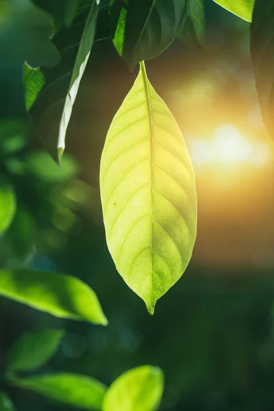 緑の葉のクロロフィルの光合成 — ストック写真