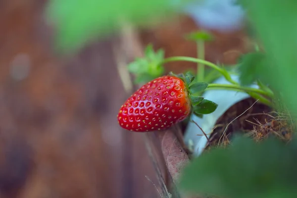 Truskawka roślin, czerwone owoce w farmie rolnictwa — Zdjęcie stockowe