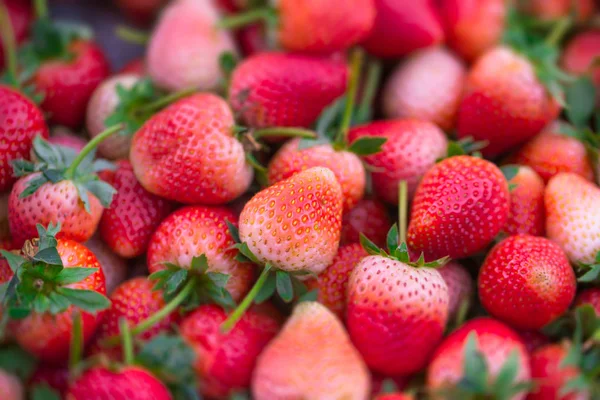 Red pink sweet strawberry — Stock Photo, Image