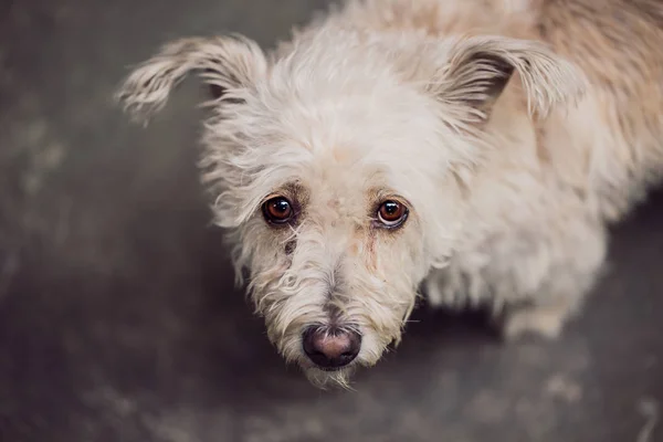 Söt hund med söker ögonkontakt — Stockfoto