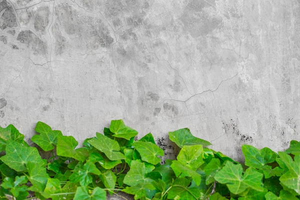 Naturaleza verde hoja de calabaza de hiedra en la pared de hormigón gris . —  Fotos de Stock