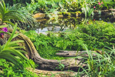 yağmur ormanı bahçe ev dekorasyon.