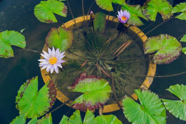 Flor de loto en estanque. —  Fotos de Stock