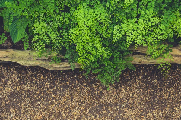 Fondo de naturaleza vintage con espacio para texto . —  Fotos de Stock