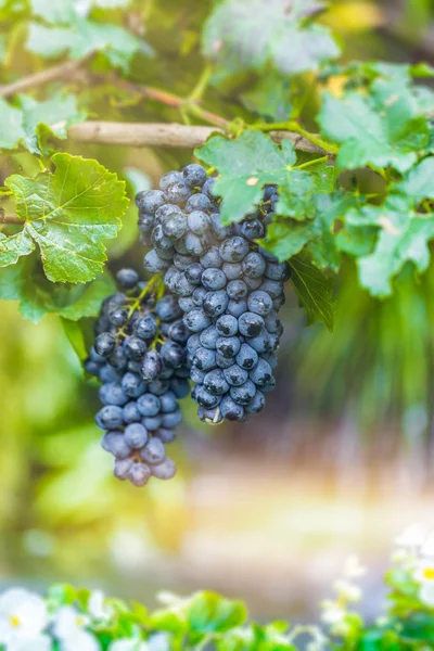 Wine grape , berry fruit of deciduous woody vines of the botanical — Stock Photo, Image