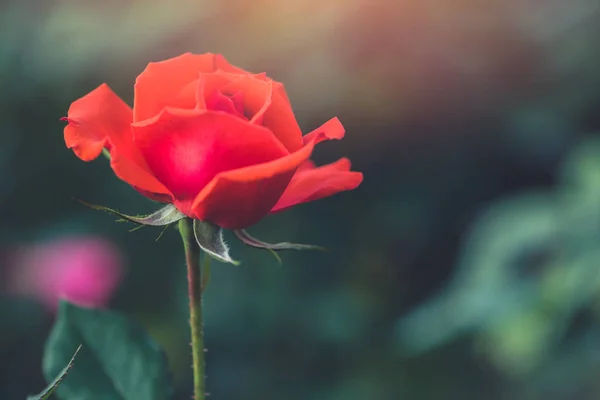 Kırmızı gül çiçek Sevgililer aşk, closeup güzel yumuşak yumuşak ve romantik. — Stok fotoğraf