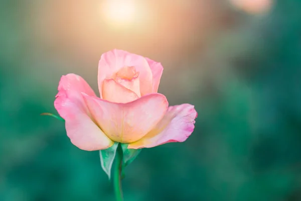 Sabah pembe Gül çiçek, closeup güzel yumuşak yumuşak ve romantik güneş ışığı ile. — Stok fotoğraf