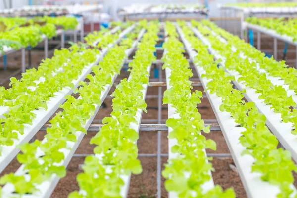 Hydroponics plant agriculture