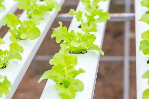 水耕栽培植物の農業 — ストック写真