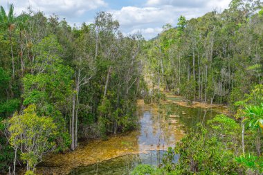Orman su doğa Gölü bataklık yüzen ile ıslak.