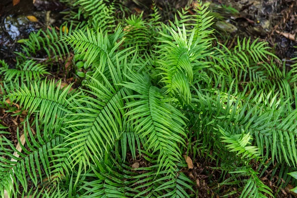 Grön ormbunke i djungeln skogen natur bakgrunden. — Stockfoto