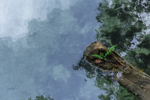 Sumpf Wasser Reflexion mit grünen Pflanzen Natur Wald Hintergrund. — Stockfoto