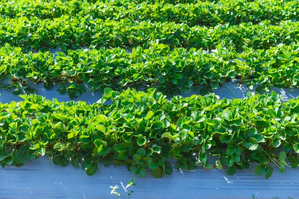 北タイのアジアのイチゴの植物農業産業. — ストック写真