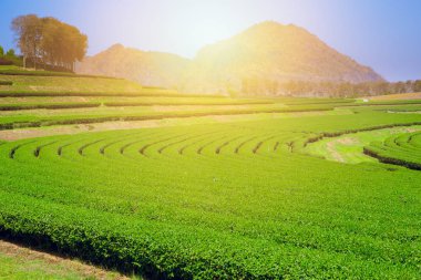 yeşil çay tarım alanı mavi gökyüzü kopya alanı ile.