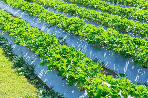Strawberry industri pertanian tanaman di Asia utara Thailand . — Stok Foto