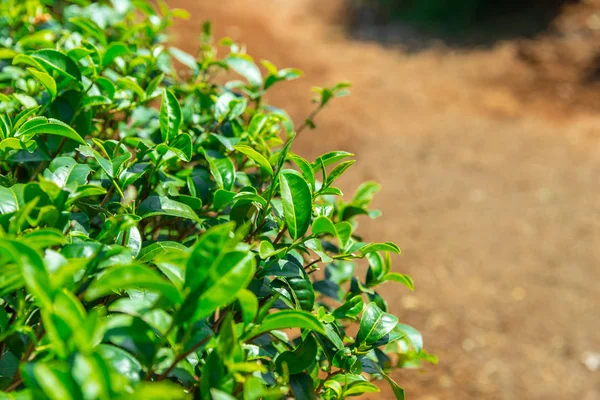 Tea plant, fresh green tea nature healthy drink leaf from nature.