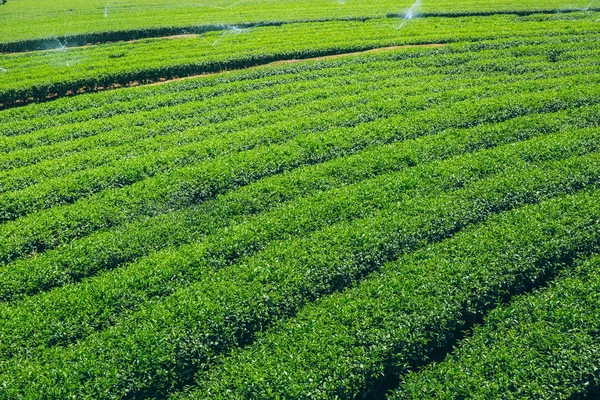 Campo de agricultura de té verde con espacio de copia cielo azul . — Foto de Stock