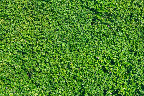 Grüne Natur Pflanze Natur Hintergrund. — Stockfoto