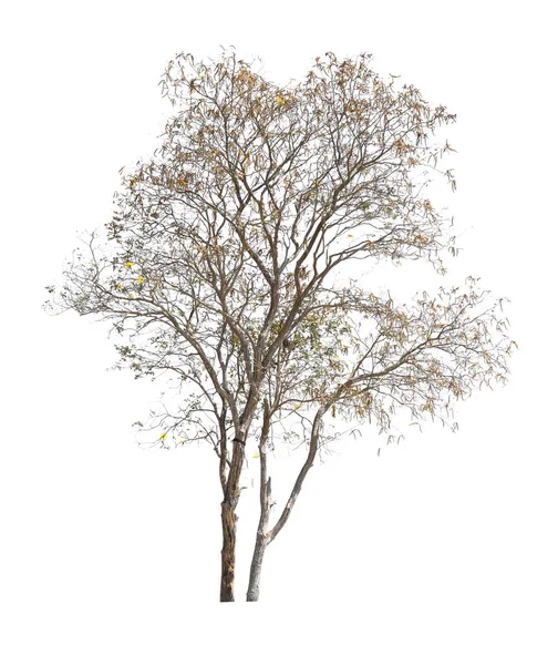 Dry tree isolated on white. — Stock Photo, Image