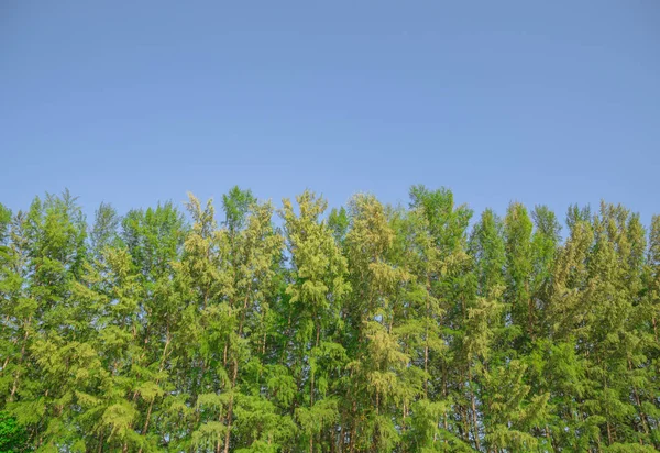 Cerca de parede árvore floresta com céu azul para o fundo da natureza . — Fotografia de Stock