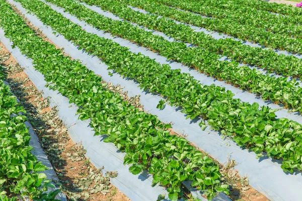 Strawberry industri pertanian tanaman di Asia utara Thailand . — Stok Foto