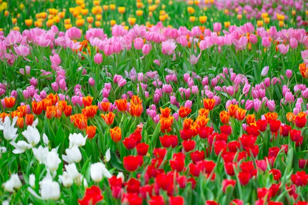 Tulip flower field for background or nature postcard. — Stock Photo, Image