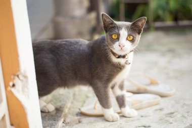 şirin kedi yavrusu, gri küçük kedi evde beslenen hayvan.