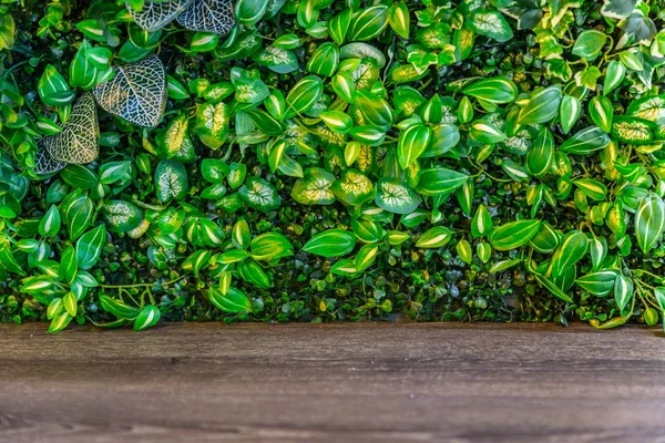 Hoja verde de la naturaleza con panel de madera para el fondo . —  Fotos de Stock