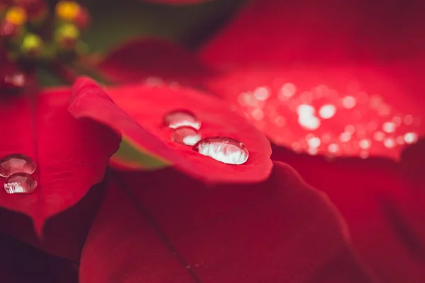Yaprak sezon kırmızı Noel bitki üzerinde yağmur su bırakın — Stok fotoğraf