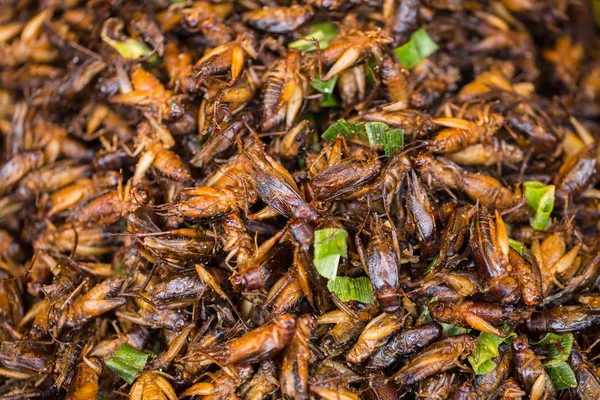 Cricket Bug fried Asian Insect Snack food, High Protein from nature. — Stock Photo, Image