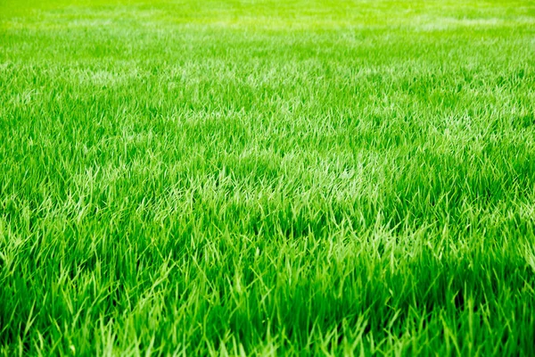 Windy summer green grass rice field. — Stock Photo, Image