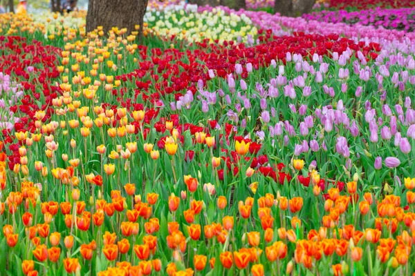 Campo de flores de tulipán para postales de fondo o naturaleza . — Foto de Stock