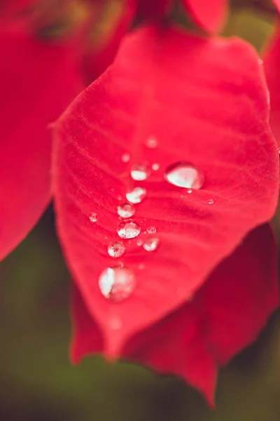 Goutte sur la feuille, Eau de la saison des pluies sur la plante rouge de Noël — Photo