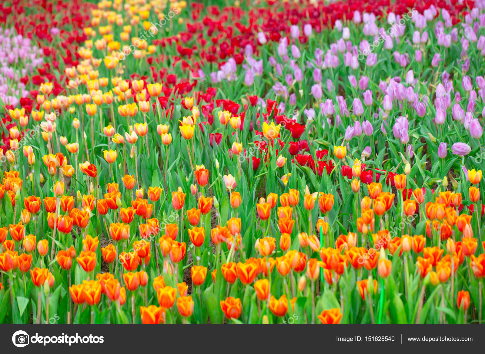 Открытка природа цветы 162