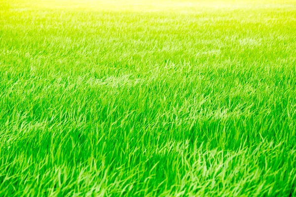 Wietrzny zielona trawa ryżu pola z słońce jasne światło — Zdjęcie stockowe