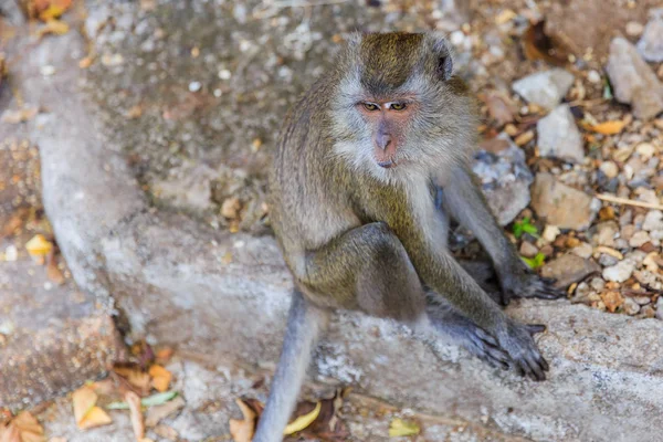 Närbild Thailand asiatiska monkey på Krabi. — Stockfoto