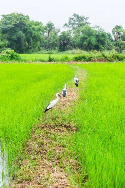 Asiatische Schnabelvögel im Reisfeld in Thailand. — Stockfoto