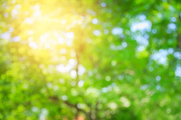 太陽の光と緑の自然夏ボケ背景をぼかし — ストック写真