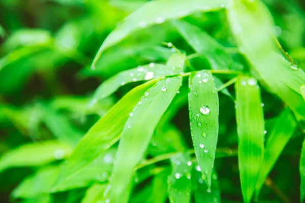 Estação chuvosa. gotas de chuva em folha verde de bambu planta bela natureza fundo — Fotografia de Stock