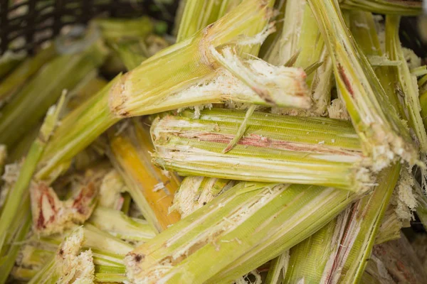 Sugarcane bagasse, source of sweet sugar for food and nature fiber recycle for biofuel pulp and building materials. — Stock Photo, Image