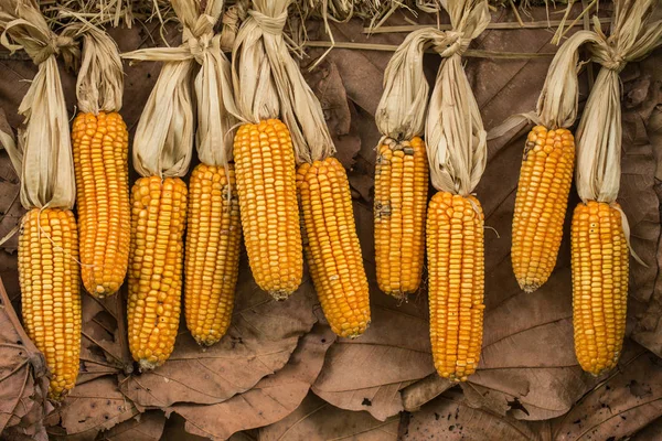 Maíz seco o maíz. reserva de alimentos secos — Foto de Stock