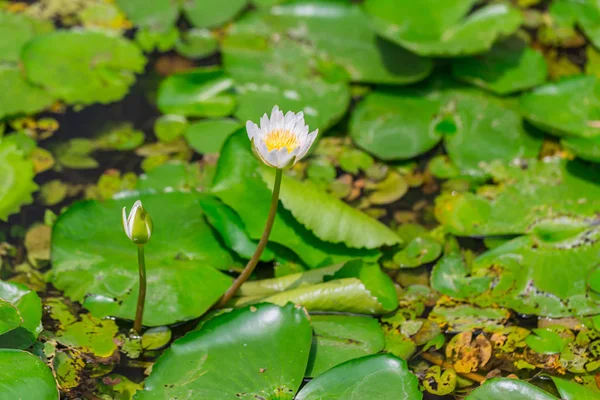 Pequeño lirio de agua de loto blanco con cubierta de fondo de hoja verde en estanque en el templo en Tailandia —  Fotos de Stock