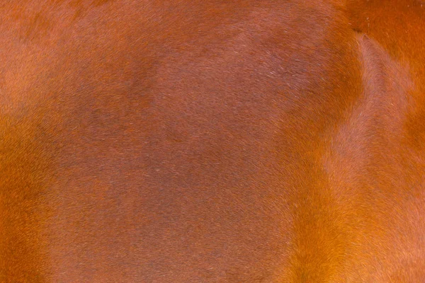 Alto detalle de Piel de caballo. Piel animal color marrón textura del cabello . — Foto de Stock
