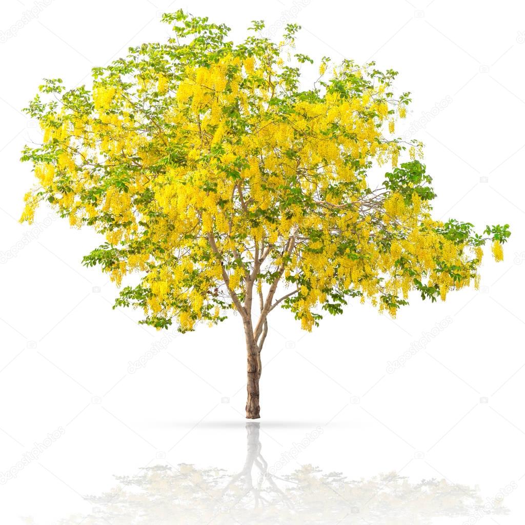 Golden shower, yellow flower tree at summer season in Thailand isolated on white