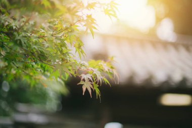 Japonya akçaağaç yaprağı sığ derinliği yumuşak güneş ışığı alan bulanık arka plan